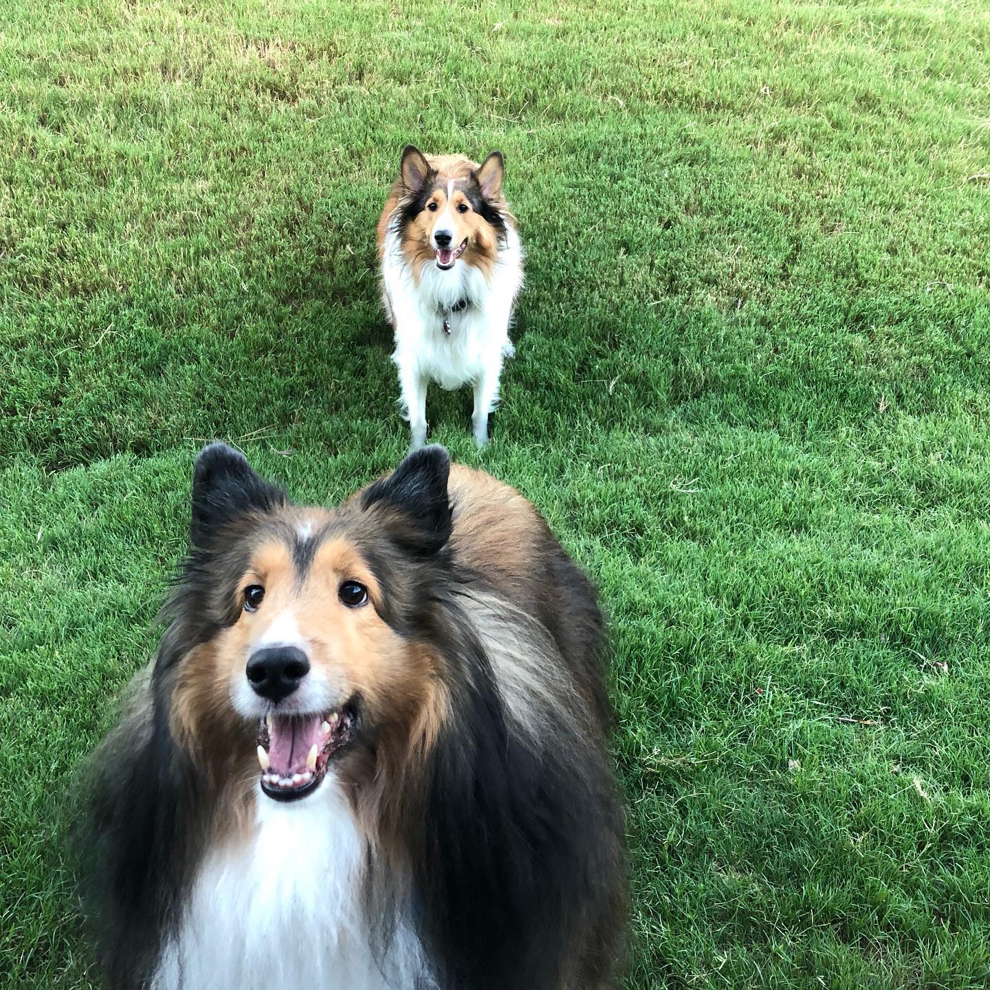 Collies Charlotte, NC Pet Sitting Services