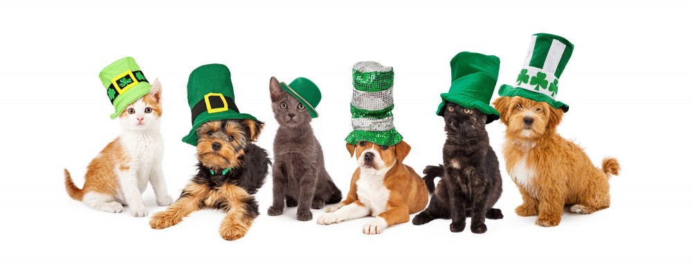 Happy St Patrick's Day with Pets