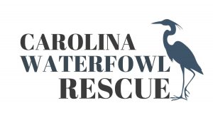 Carolina Waterfowl Rescue