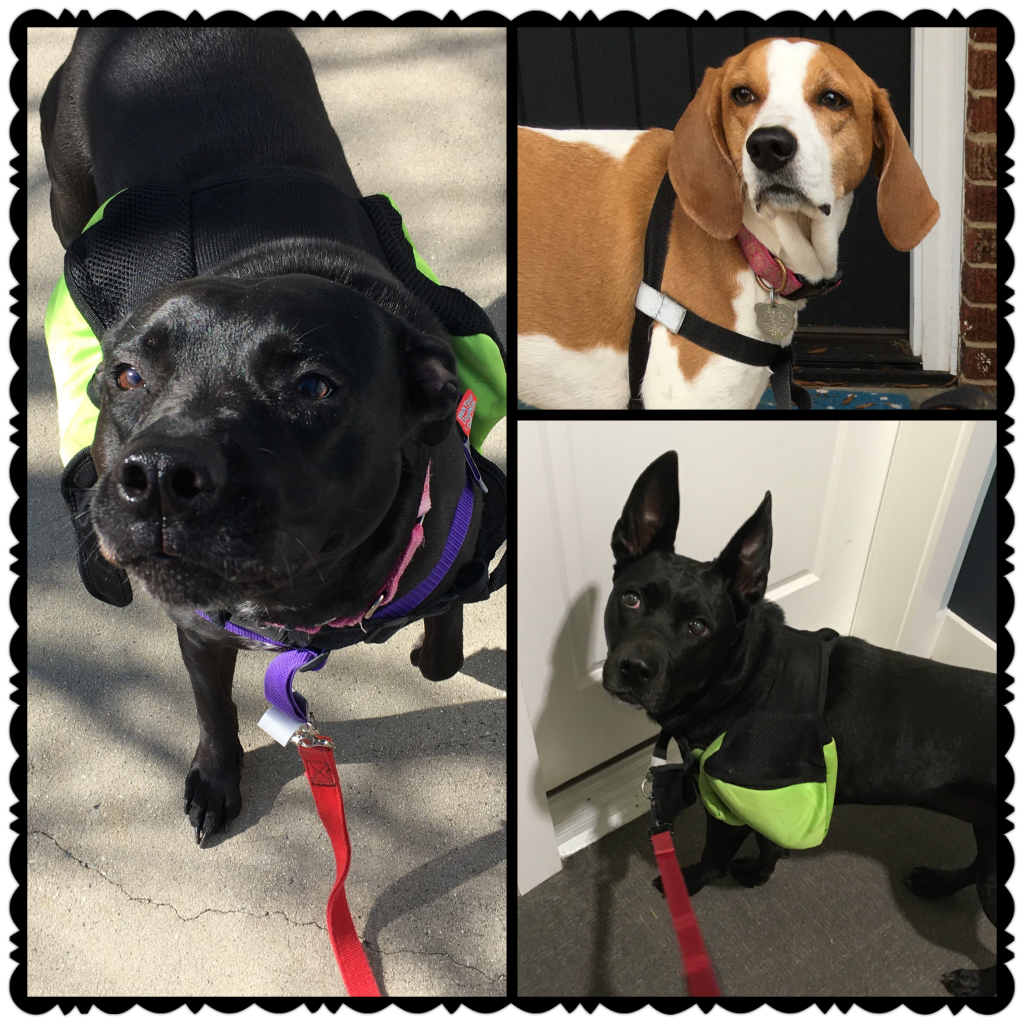 Dogs wearing the Walk Your Dog With Love Harness