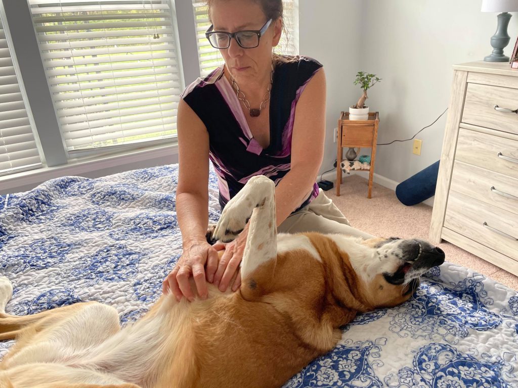 Canine Massage Therapy
