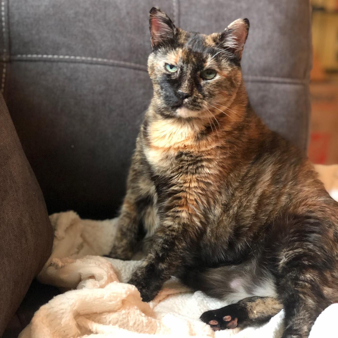 Fat Cat Charlotte, NC Pet Sitting Services