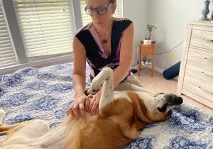 Canine Massage Therapy